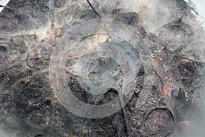 Bakteria Background background abstract illustration