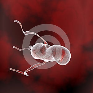 Bakteria with extensions