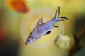 Bala shark aquarum fish