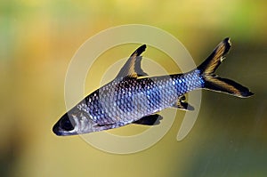 Bala shark aquarum fish