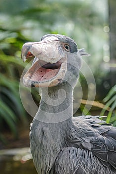 Balaeniceps rex - African rare bird