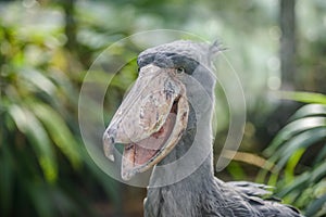 Balaeniceps rex - African rare bird