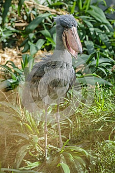 Balaeniceps rex - African rare bird