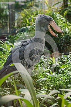 Balaeniceps rex - African rare bird