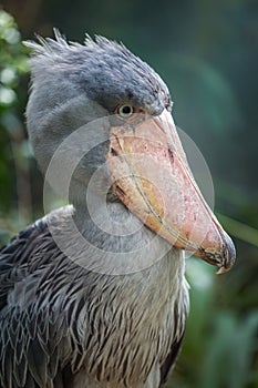 Balaeniceps rex portrait in nature park