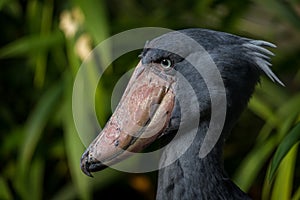 Balaeniceps rex in zoo park