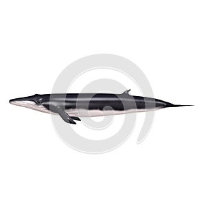 Balaenoptera photo