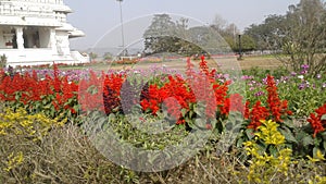 The Balaji Temple`s flowers garden of Guwahati city.