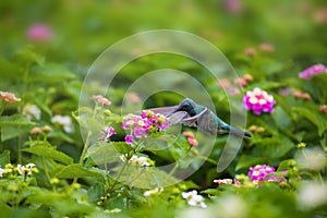 Always in balance. Hummingbirds in nature.