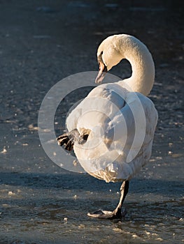 Balance - Swan Standing on One Leg on Ice