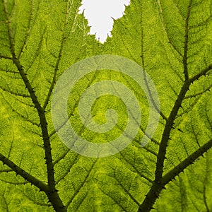 A balanced leaf