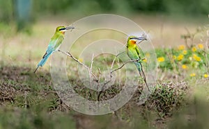 Balanced: Pair of Blue Tailed Bee Eaters with dragon fly