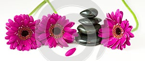 Balancing pebbles and daisy flowers