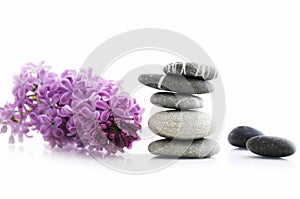 Balancing pebbles and purple lilac flowers on white background