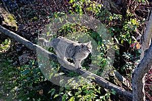 a balancing wild cat on a tree at a forrest