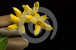 Balancing zen stones on black with yellow flower