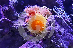 Balanophyllia elegans. Orange Cup Coral