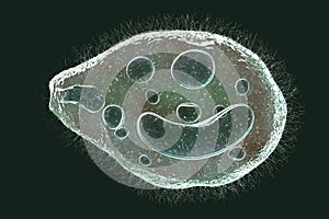 Balantidium coli protozoan photo