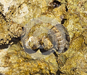 Balanus Balanomorpha is a genus of barnacles in the family Balanidae of the subphylum Crustacea.