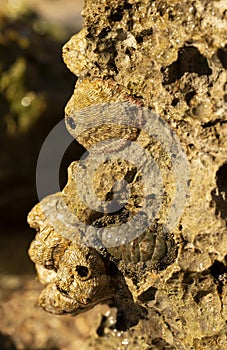 Balanus Balanomorpha is a genus of barnacles in the family Balanidae of the subphylum Crustacea. photo