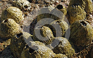 Balanus is a genus of barnacles in the family Balanidae