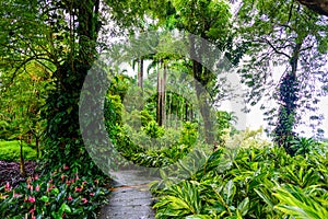 Balata Garden, Martinique - Paradise botanic garden on tropical caribbean island with suspension bridges - France