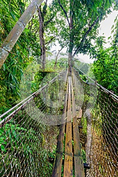 Balata Garden, Martinique - Paradise botanic garden on tropical caribbean island with suspension bridges - France