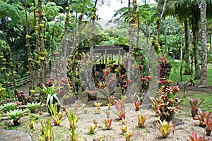 Balata garden, Martinique.