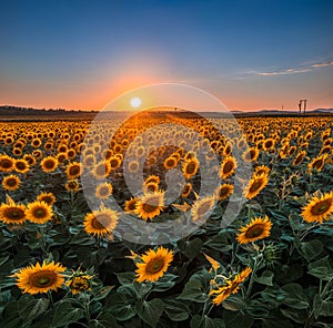 Balatonfuzfo, Hungary -Sunflower field in warm colors at summertime with setting sun and clear blue sky at background