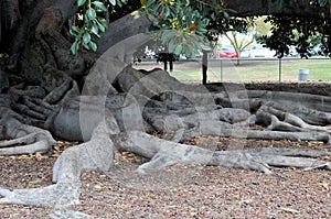 Balboa Park`s Magnificent Moreton Bay Fig Tree - Ficus Macrophyl