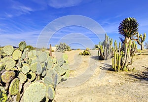 Balboa park in San Diego, cactus desert. photo