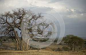 Balboa tree in the Serengeti, Tanzania