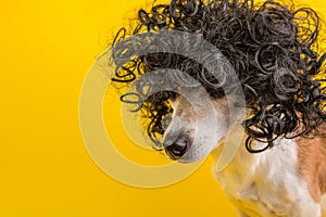 Balck curly hair. Dog in the wig. Dreamy face. Yellow background