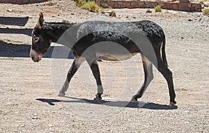 Balck donkey photo