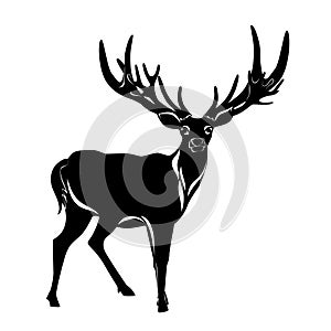 Balck silhouette of deer photo