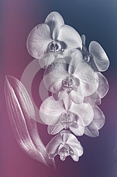 Balck and white orchid with colored background photo
