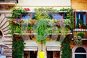 Balconies full of of flowers decorate houses and streets in Rome, Italy