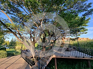 Balcony chair under shade of tree