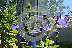 Balcony decorated by beautiful Platycodon flowers and other plants