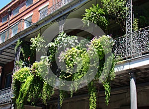 Balcony Fern Garden