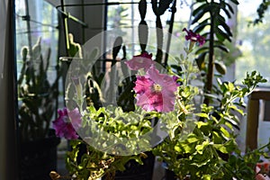 Balcony floriculture. Sunlit petunia against the background of cactus and crassula