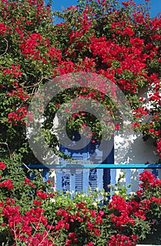 Balcony and flowers