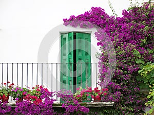 Balcony with flowers