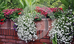 Balcony flowers