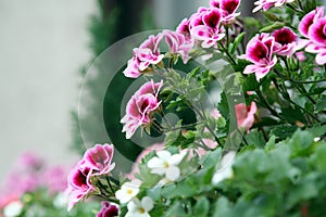 Balcony flowers