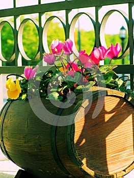 Balcony flowers