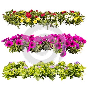 Balcony flowers in rows