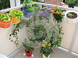 Balcony with flowers and vegetables