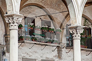 A balcony full of white cyclamens under the arches of Santissima Annunziata Square, Florence. photo