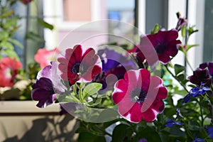 Balcony garden with potted petunia flowers. Home greening
